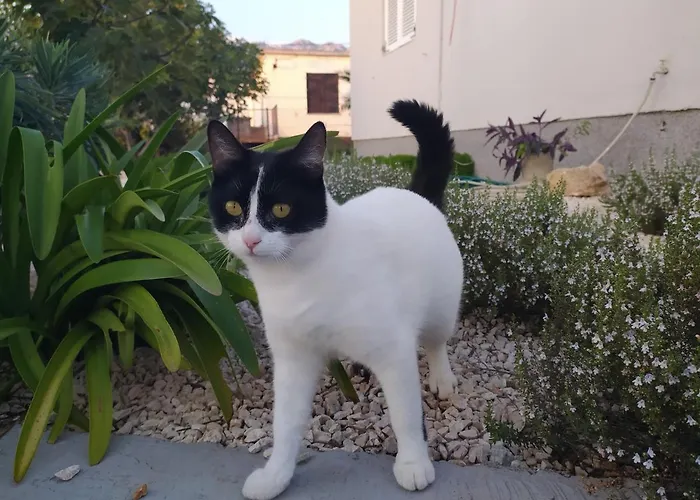 Vakantiehuis Summer *